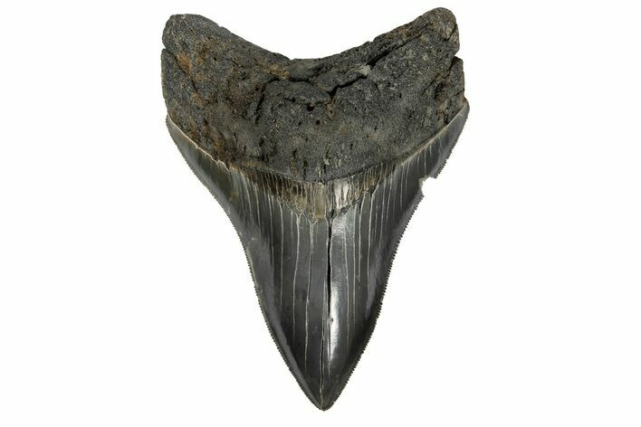 Serrated, Fossil Megalodon Tooth - South Carolina #182849